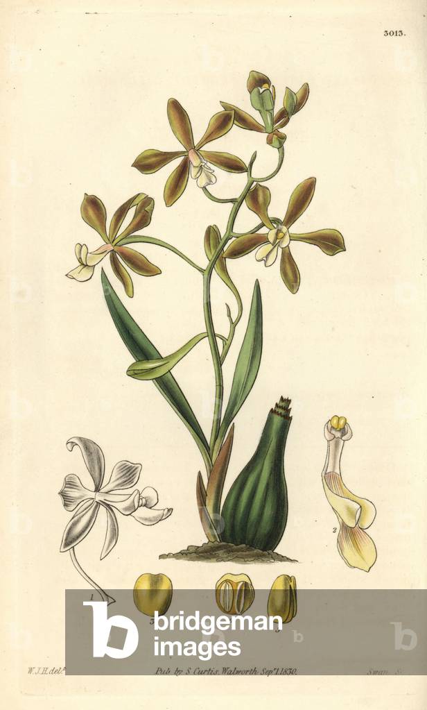Encycloid Orchidee (Encycloa patens) - Illustration by William Jackson Hooper (1785-1865), engraving by Swan, for the botanical magazine of William Curtis, 1829