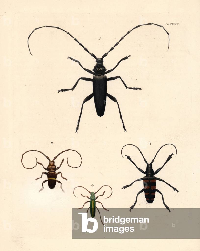 Longhorn beetles: Great capricorn beetle, Cerambyx cerdo (vulnerable) 1, Trachyderes succinctus 2, flat-faced longhorn beetle species, Ceroplesis capensis 3, Chromalizus afer 4. Handcoloured lithograph from John O. Westwood's new edition of Dru Drury's “” Illustrations of Exotic Entomology,”” Bohn, London, 1837.