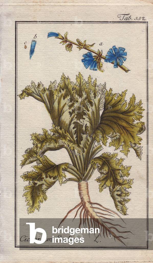 Botanical: Endive plant with root, leaves and flowers, Cichorium endivia. Handcoloured copperplate engraving from a drawing by B. Thanner from Johannes Zorn's “” Icons plantarum medicinalium,”” Germany, 1796. Zorn (1739-99) was a German pharmacist and botanist who travelled all over Europe searching for medicinal plants.