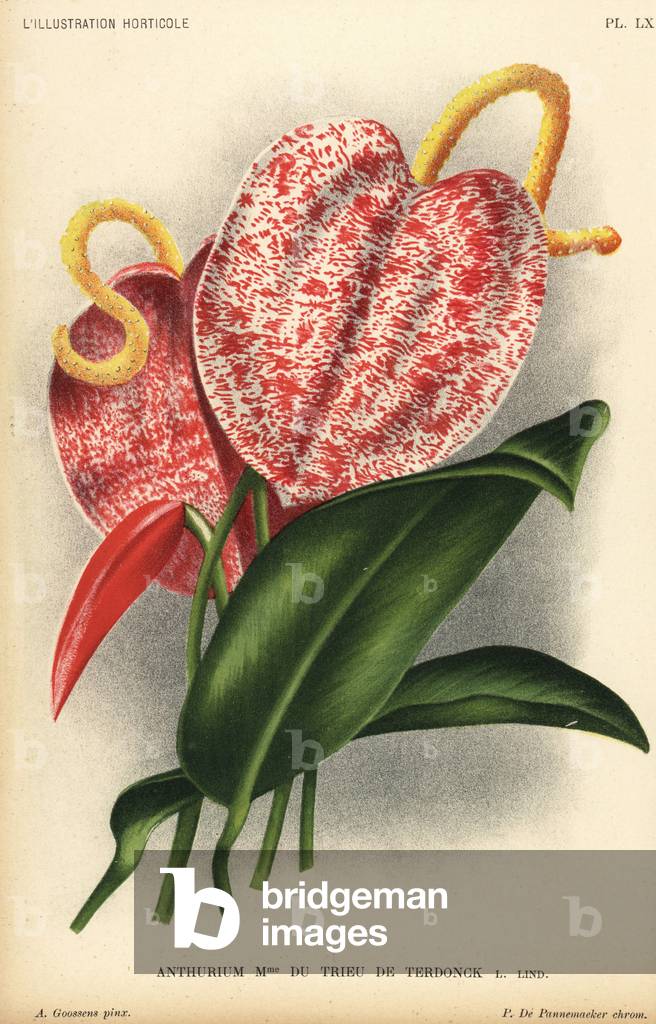 Anthurium hybrid, Madame du Trieu de Terdonck, Anthurium scherzianum. Chromolithograph by Pieter de Pannemaeker after an illustration by A. Goossens from Jean Linden's l'Illustration Horticole, Brussels, 1896.