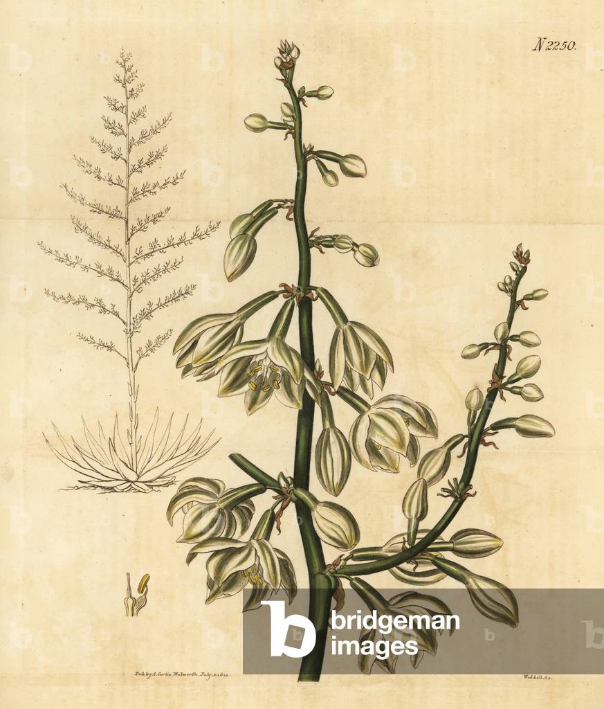 Giant cabuya, green-aloe or Mauritius-hemp, Furcraea foetida (Furcraea gigantea). Handcoloured copperplate engraving by Weddell from Samuel Curtis' Botanical Magazine, London, 1822.