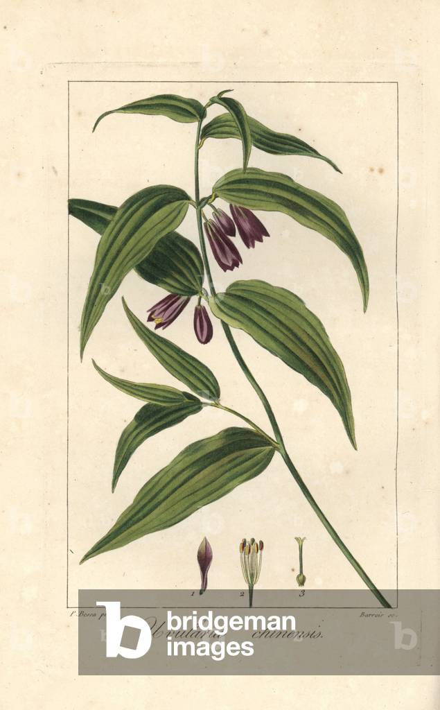 Chinese fairy bells, Disporum cantoniense, native to China. Handcoloured stipple engraving on copper by Barrois from a botanical illustration by Pancrace Bessa from Mordant de Launay's “Herbier General de l'Amateur,” Audot, Paris, 1820. The Herbier was published from 1810 to 1827 and edited by Mordant de Launay and Loiseleur-Deslongchamps. Bessa (1772-1830s), along with Redoute and Turpin, is considered one of the greatest English botanical artists of the 19th century.