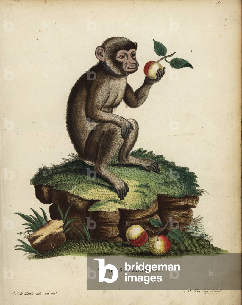 Barbary ape or macaque, Macaca sylvanus. Endangered. Simia silvanus Linn. Handcoloured copperplate engraving by C.D. Henning after an illustration drawn from nature by C. J. G. Reuss from Johann Christian Daniel Schreber's Animal Illustrations after Nature, or Schreber's Fantastic Animals, Erlangen, Germany, 1775.