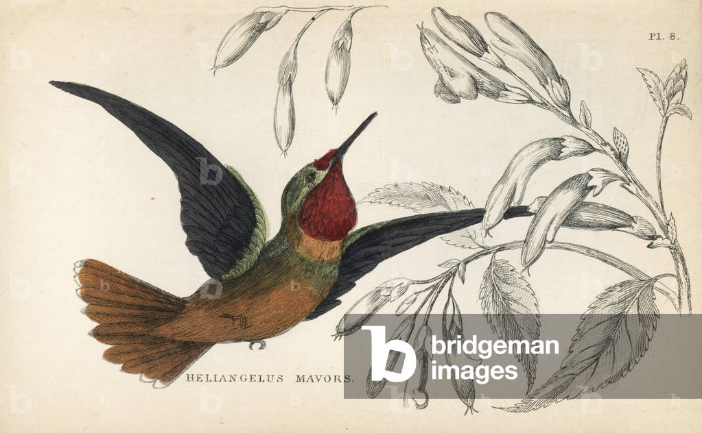 Orange-throated sunangel, Heliangelus mavors. Handcoloured steel engraving from W.C.L. Martin's A General History of Humming-birds or the Trochilidae.