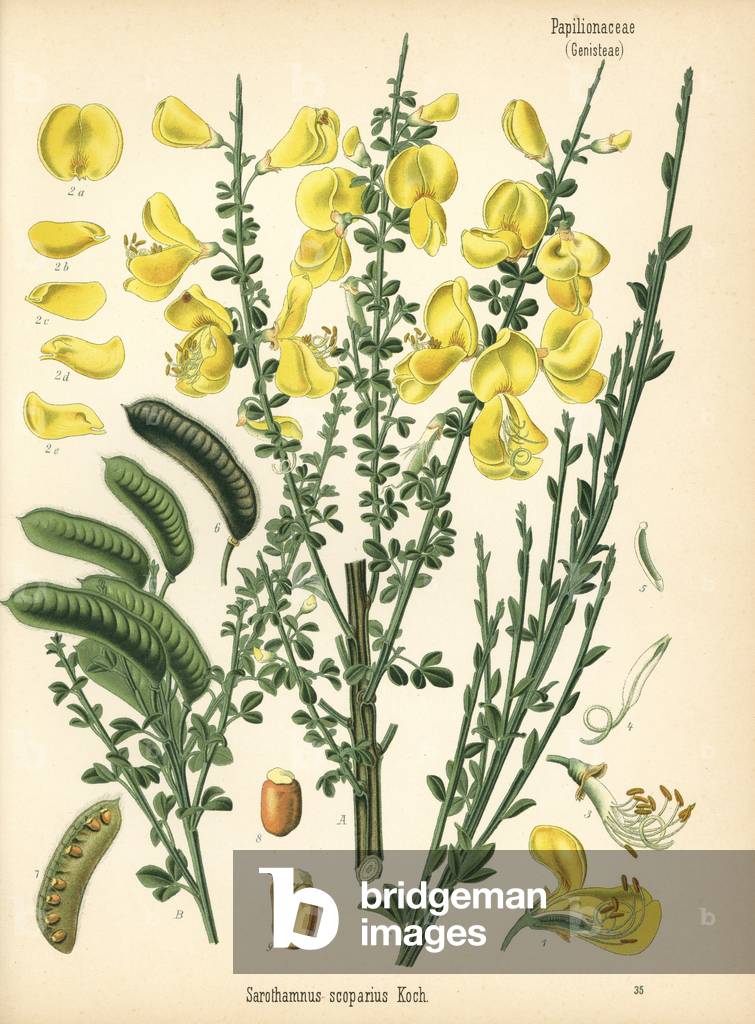 Common broom tree or Scotch broom, Cytisus scoparius (Sarothamnus scoparius). Chromolithograph after a botanical illustration from Hermann Adolph Koehler's Medicinal Plants, edited by Gustav Pabst, Koehler, Germany, 1887.