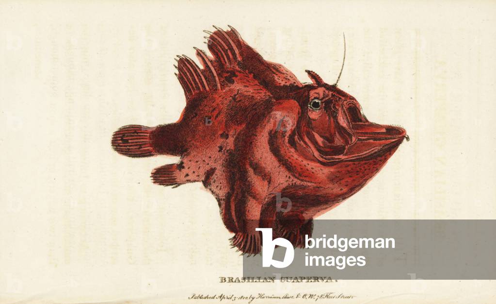 Brasilian guaperva, species of frogfish Antennariinae. Illustration copied from Count of Buffon. Handcoloured copperplate engraving from “” The Naturalist's Pocket Magazine,”” Harrison, London, 1799.