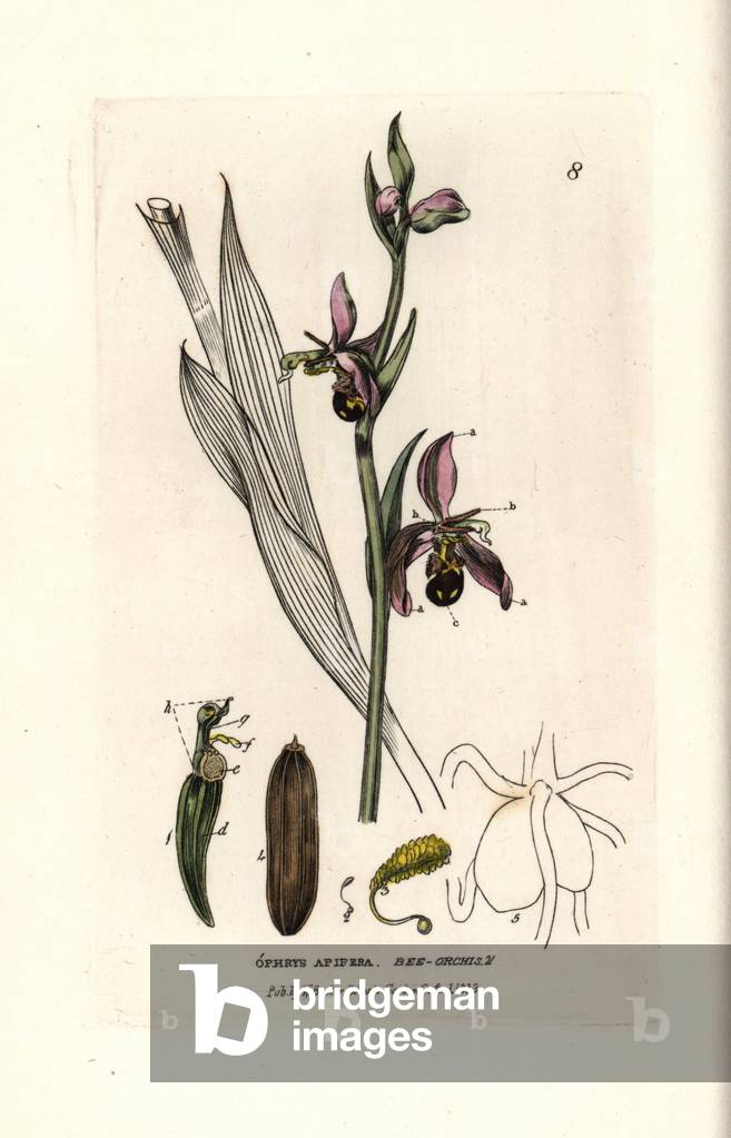 Ophrys bee. Coloured copper engraving from a drawing by Isaac Russell from William Baxter's book “English Botanical Phenomenes””, 1834. William Baxter (1788-1871) was the curator of the Oxford Botanical Garden from 1813 to 1854. Bee orchis, Ophrys apifera. Handcoloured copperplate engraving from a drawing by Isaac Russell from William Baxter's “” British Phaenogamous Botany”” 1834. Scotsman William Baxter (1788-1871) was the curator of the Oxford Botanic Garden from 1813 to 1854.