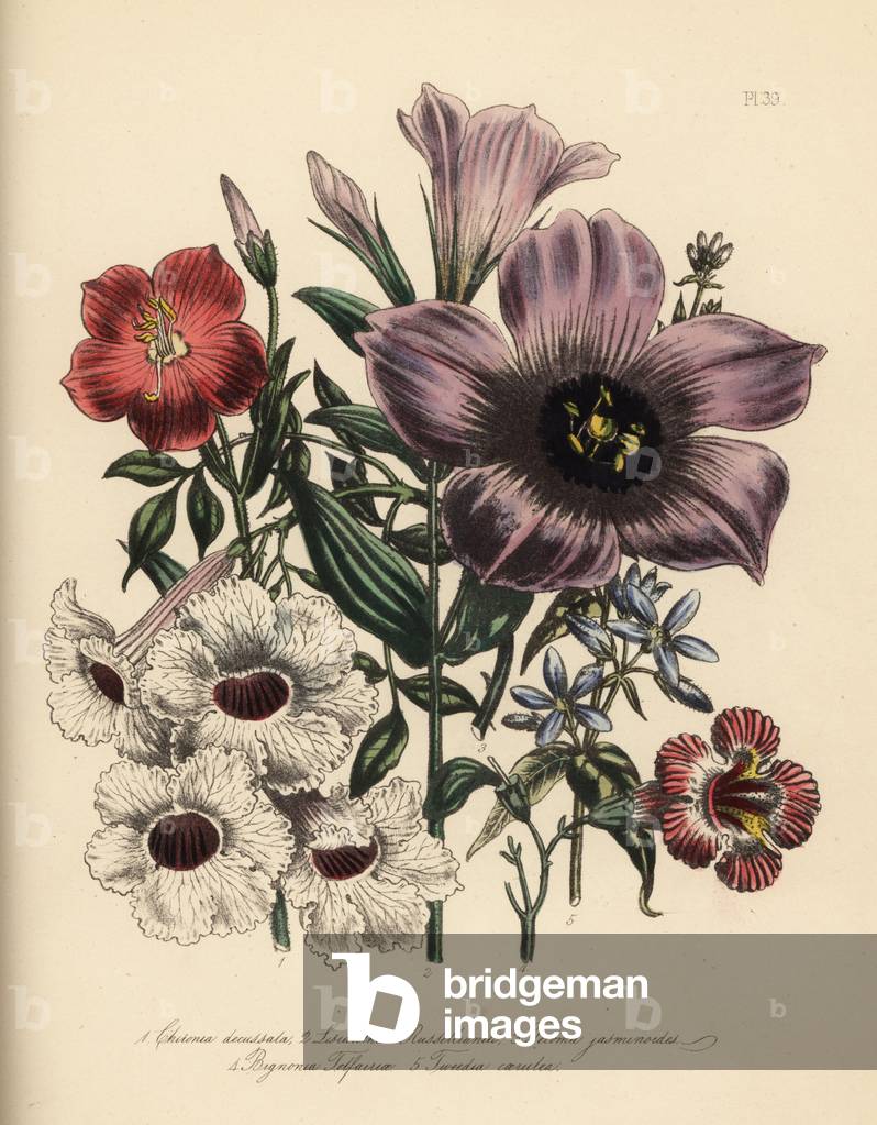 Cross-leaved chironia, Chironia decussata, Duke of Bedford's lisianthus, Lisianthus russellianus, jasmine-like tecoma, Tecoma jasminoides, Mrs. Telfair's bignonia, Bignonia telfairea, and the blue-flowered tweedia, Tweedia caerulea. Handfinished chromolithograph by Henry Noel Humphreys after an illustration by Jane Loudon from Mrs. Jane Loudon's Ladies Flower Garden or Ornamental Greenhouse Plants.