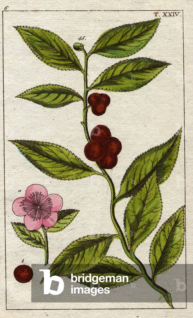 Plant with pink flowers, leaves and fruit.Tea plant with pink flowers, tea leaves and fruit.Camellia sinensis (Thea bohea)
