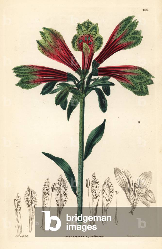 Lily of the Incas, lily of Peru - Parrot lily or Peruvian lily, Alstroemeria pulchella (Parrot-like alstroemeria, Alstroemeria psittacina). Handcoloured copperplate engraving by Weddell after Edwin Dalton Smith from John Lindley and Robert Sweet's Ornamental Flower Garden and Shrubbery, G. Willis, London, 1854.