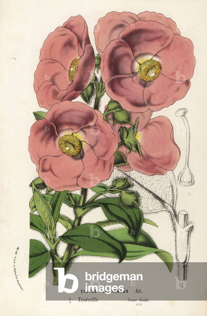 Rockrose, Cistus symphytifolius (Cistus vaginatus). Handcoloured lithograph from Louis van Houtte and Charles Lemaire's Flowers of the Gardens and Hothouses of Europe, Flore des Serres et des Jardins de l'Europe, Ghent, Belgium, 1862-65.