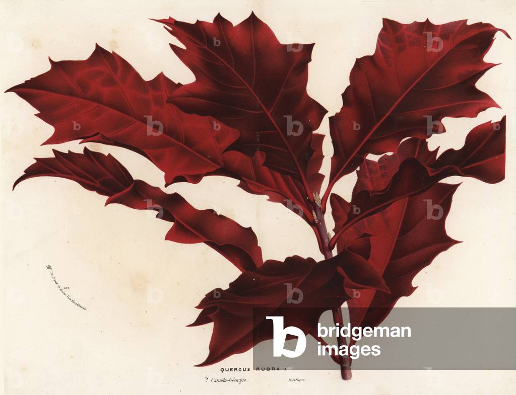 Northern red oak, Quercus rubra. Handcoloured lithograph from Louis van Houtte and Charles Lemaire's Flowers of the Gardens and Hothouses of Europe, Flore des Serres et des Jardins de l'Europe, Ghent, Belgium, 1867-1868.