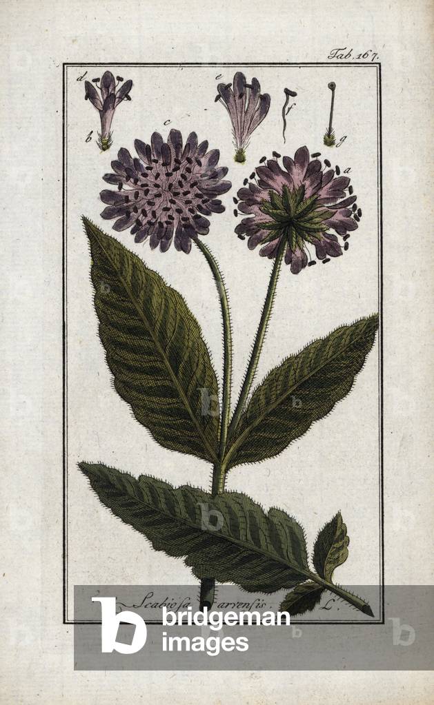 Field scabier or field knautie (Knautia arvensis). Lithograph from “Afbeelding der Artseny-Gewassen” by Johannes Zorn (1739-1799), Netherlands, 1796. Field scabious, Knautia arvensis, native to Europe. Handcoloured copperplate botanical engraving from J. Zorn's “Afbeelding der Artseny-Gewassen,” Amsterdam, 1796.