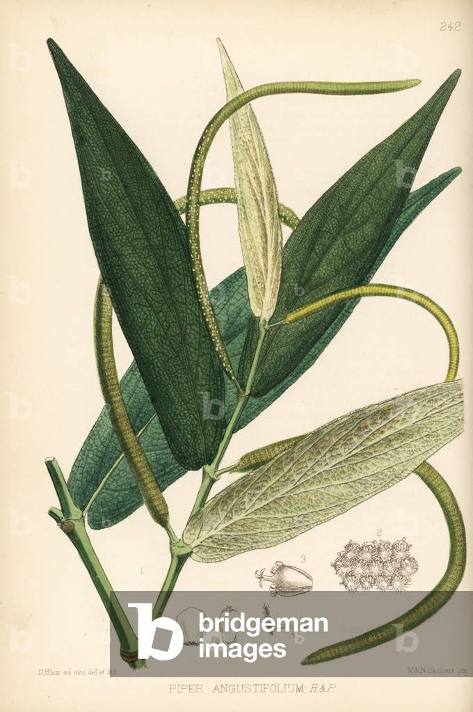 Matico or spiked pepper, Piper adunum (Piper angustifolium). Handcoloured lithograph by Hanhart after a botanical illustration by David Blair from Robert Bentley and Henry Trimen's Medicinal Plants, London, 1880.