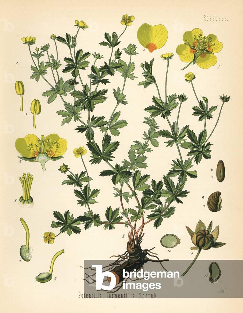 Tormentil, septfoil or erect cinquefoil, Potentilla tormentilla. Chromolithograph after a botanical illustration by Walther Muller from Hermann Adolph Koehler's Medicinal Plants, edited by Gustav Pabst, Koehler, Germany, 1887.
