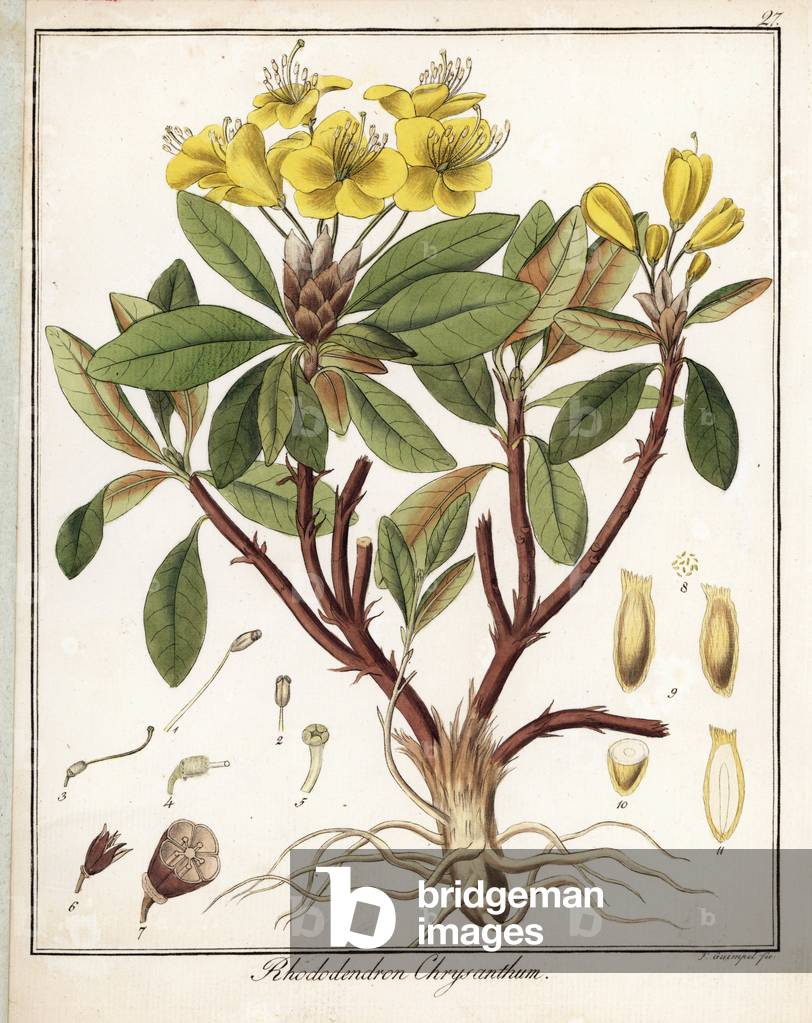 Yellow Rhododendron - Lithograph by F. Guimpel, extracted from medical botany by Friedrich Gottlob Haynes (1763-1832), Berlin, 1822 - Golden flowered rhododendron, Rhododendron chrysanthum - Handcoloured copperplate by F. Guimpel from Dr. F. G. Hayne's Medical Botany, Berlin, 1822