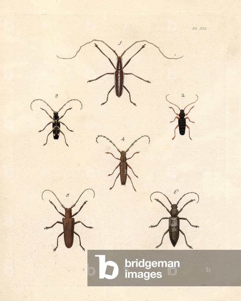 Opsilia coerulescens beetle 1, painted clytus, Clytus pictus 2, longhorn beetle, Elaphidion irroratum 3, Elaphidion spinicorne 4, Saperda carcharias 5, and oak borer, Enaphalodes atomarius 6. Handcoloured lithograph from John O. Westwood's new edition of Dru Drury's “” Illustrations of Exotic Entomology,”” Bohn, London, 1837.