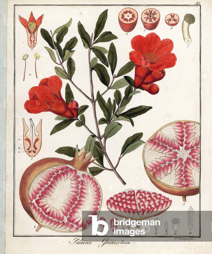 Common Grenadier - Lithograph by F. Guimpel, extracted from botanical medicine by Friedrich Gottlob Haynes (1763-1832), Berlin, 1822 - Pomegranate, Punica granatum - Handcoloured copperplate by F. Guimpel from Dr. F. G. Hayne's Medical Botany, Berlin, 1822