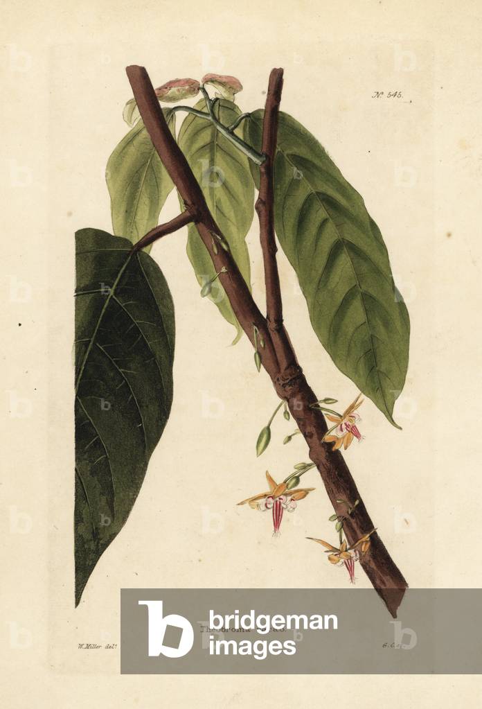 Cacao or cocoa tree, Theobroma cacao. Handcoloured copperplate engraving by George Cooke after an illustration by William Miller from Conrad Loddiges' Botanical Cabinet, Hackney, London, 1821.