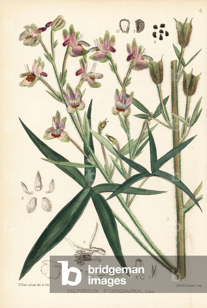Stavesacre or lice-bane, Delphinium staphisagria. Handcoloured lithograph by Hanhart after a botanical illustration by David Blair from Robert Bentley and Henry Trimen's Medicinal Plants, London, 1880.