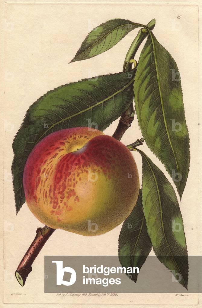 Maltese fishing (common fishing). Lithograph after the illustration of Augusta Withers (1793-1877), published in the “Pomology Magazine” (1828-1830) by John Lindley (1795-1865). Malta peach, Prunus persica, variety of melting peach. Illustration by Mrs. Withers. Handcoloured copperplate engraved by S. Watts from J. Lindley's “” Pomological Magazine,” London, 1828-1930.