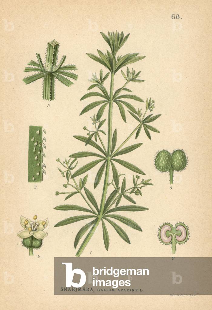 Cleavers, Galium aparine