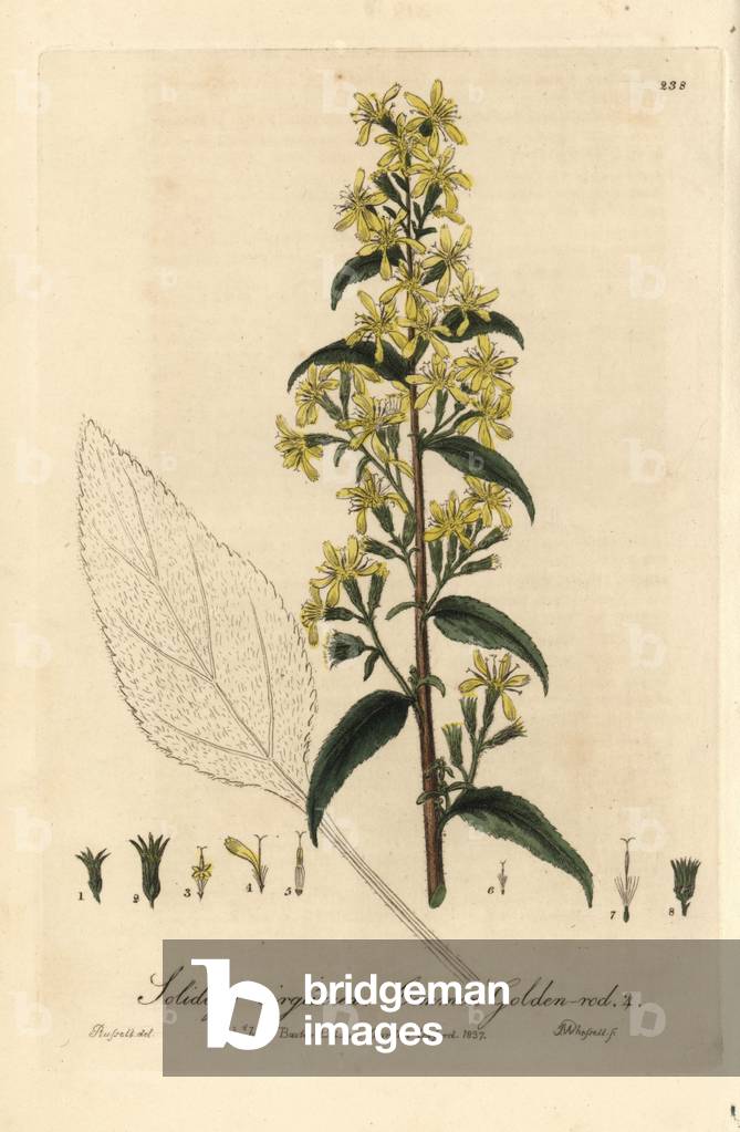 Solidage Goldenrod or Aaron's wand or Jewish grass - Common goldenrod, Solidago virgaurea - Handcoloured copperplate engraving by J. Whessell from a drawing by Isaac Russell from William Baxter's “” British Phaenogamous Botany”” 1837