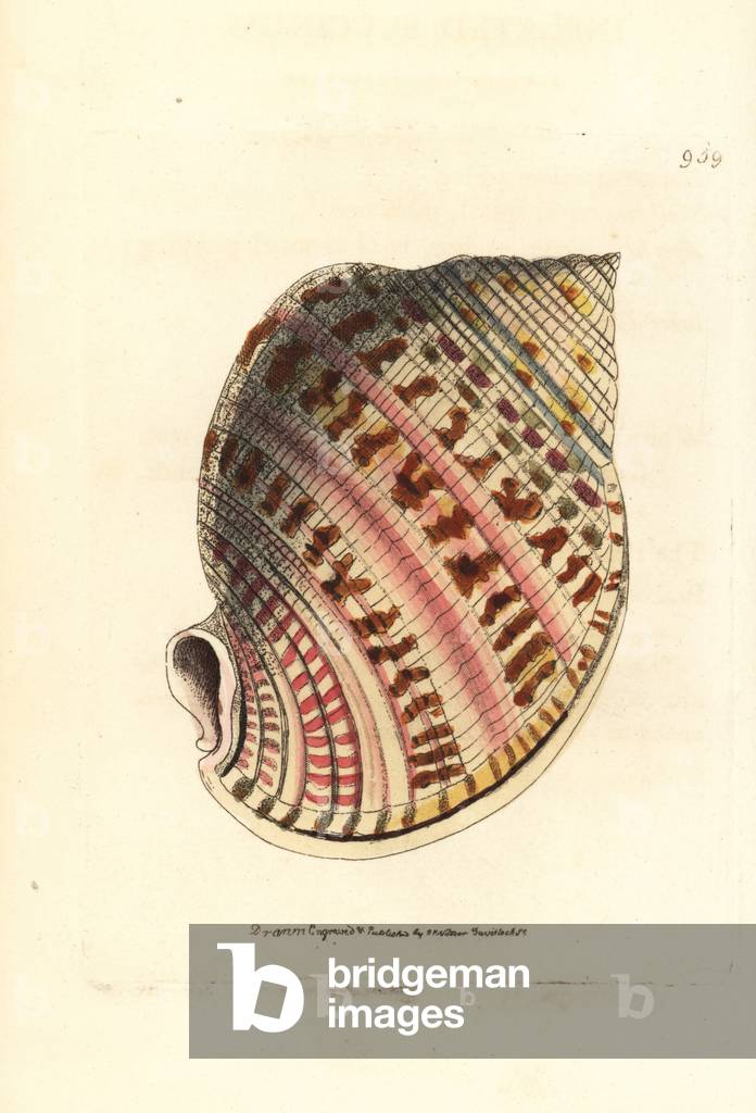 Buccinum humphreysianum (Inflated buccinum, Buccinum inflatum). Illustration drawn and engraved by Richard Polydore Nodder. Handcoloured copperplate engraving from George Shaw and Frederick Nodder's “” The Naturalist's Miscellany,”” London, 1810.