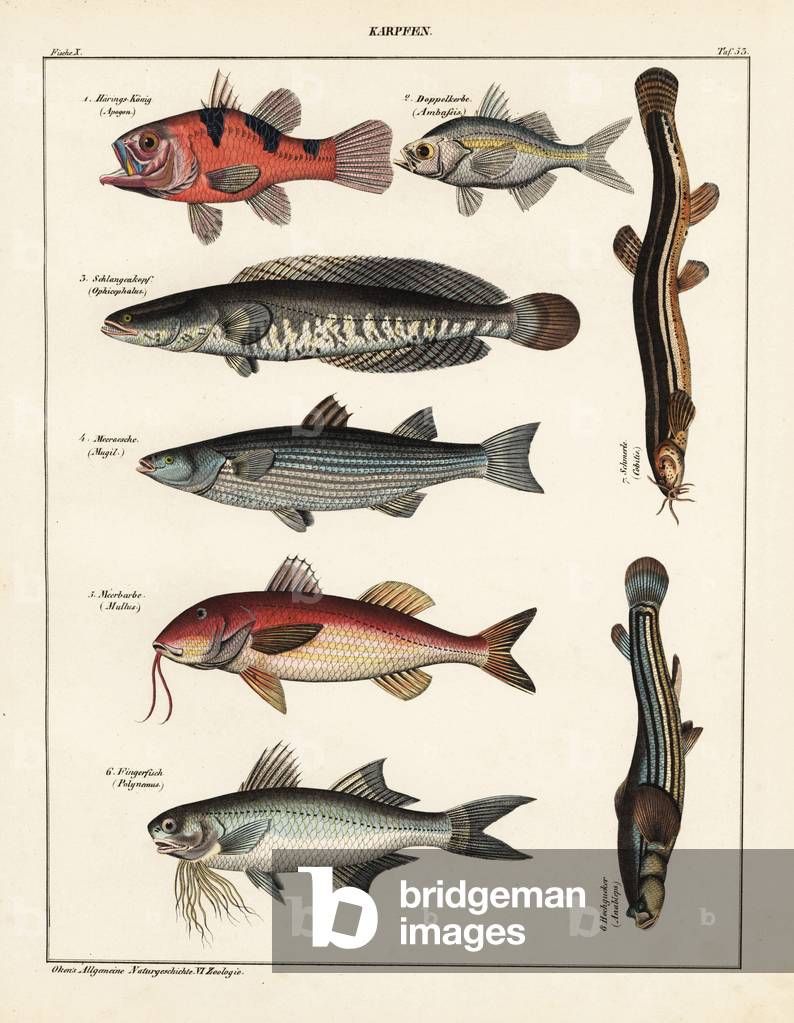 Flame cardinalfish, Apogon, Commerson's glassy, Ambassis ambassis, snakehead, Channa asiatica, mullet, Mugil species, red mullet, Mullus barbatus, threadfin, Polynemus species, spined loach, Cobitis taenia and foureyed fish, Anableps anableps anableps. Lithograph from Lorenz Oken's Universal Natural History, Allgemeine Naturgeschichte fur alle Stande, Stuttgart, 1841.