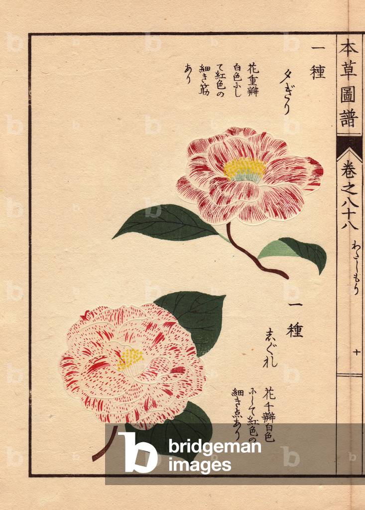 Varieties of Japanese camelias (Thea japonica Nois): Yufugiri and Shigure, with pink and white flowers. Eau forte en couleurs, woodcut by Kanen Iwasaki (1786-1842) botanist, entomology and Japanese zoology, published in Honzo Zufu, in 1884, an illustrative guide to medicinal plants.