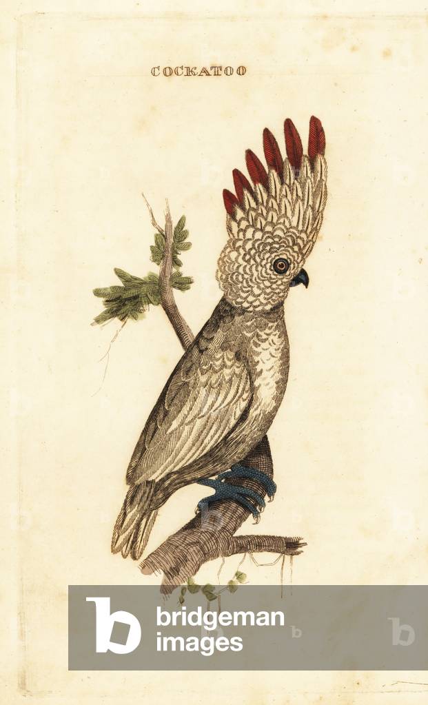 Salmon-crested or Moluccan cockatoo, Cacatua moluccensis