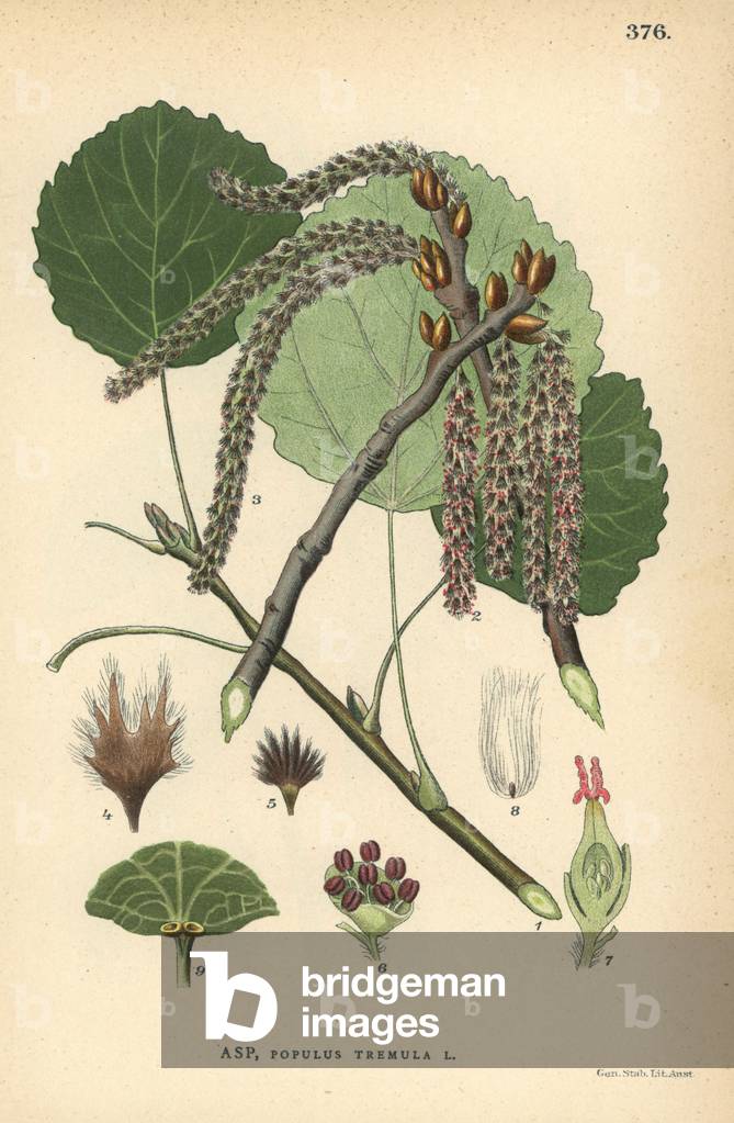 Quaking aspen tree, Populus tremula
