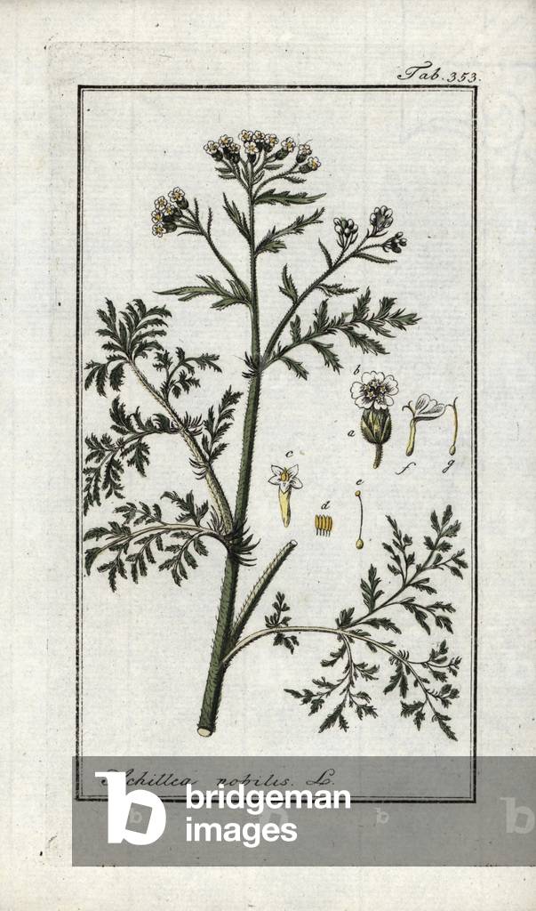 Noble Achillee (Achillea nobilis). Lithograph from “Afbeelding der Artseny-Gewassen” by Johannes Zorn (1739-1799), Netherlands, 1796. Noble yarrow, Achillea nobilis. Handcoloured copperplate botanical engraving from J. Zorn's “Afbeelding der Artseny-Gewassen,” Amsterdam, 1796.