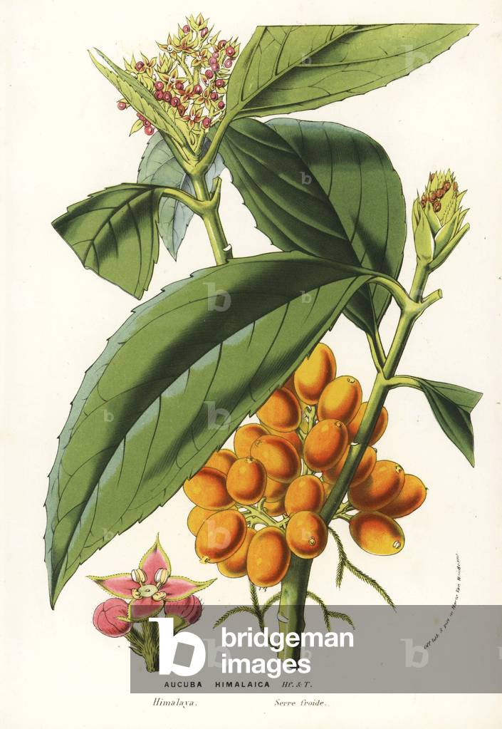 Himalayan aucuba or aokiba, Aucuba himalaica. Handcoloured lithograph from Louis van Houtte and Charles Lemaire's Flowers of the Gardens and Hothouses of Europe, Flore des Serres et des Jardins de l'Europe, Ghent, Belgium, 1857.