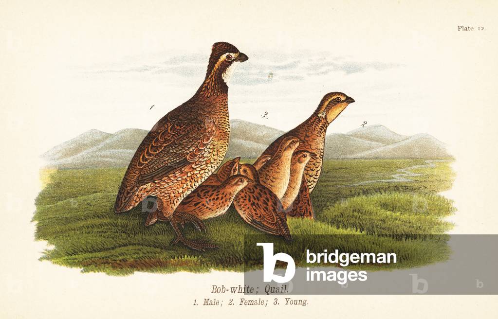 Northern bobwhite, Colinus virginianus