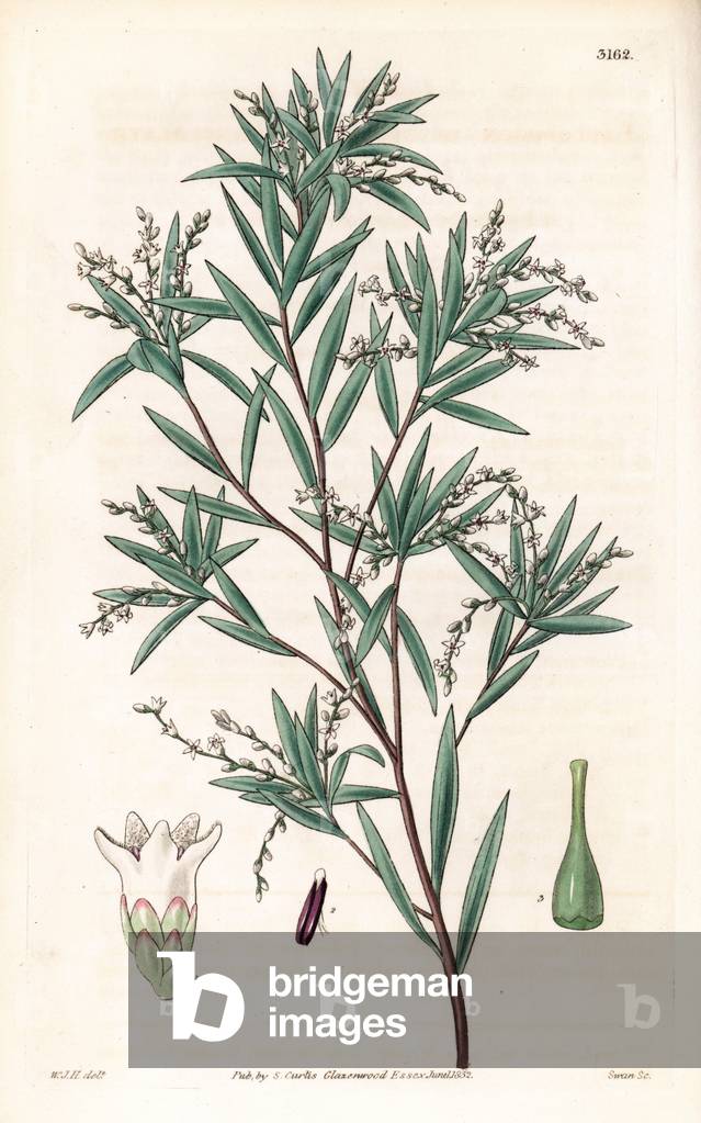 Lance beard-heath or lanceolate leucopogon, Leucopogon lanceolatus, native to Australia. Handcoloured copperplate engraving by Swan after an illustration by William Jackson Hooker from Samuel Curtis' “” Botanical Magazine,”” London, 1832.