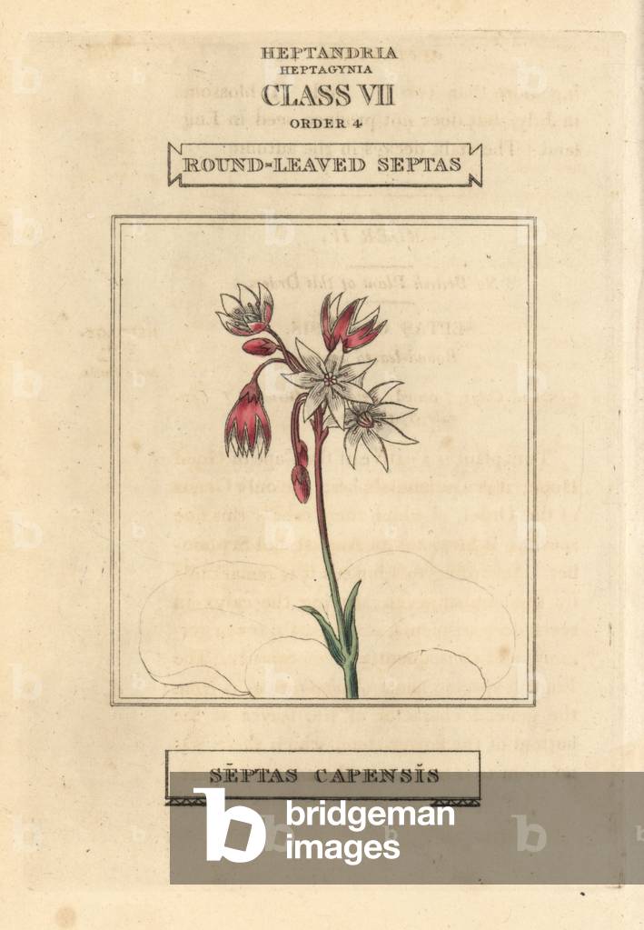 Snowdrop cape, Crassula capensis. (Round-leaved septas, Septas capensis). Handcoloured copperplate engraving after an illustration by Richard Duppa from his The Clours and Orders of the Linnaean System of Botany, Longman, Hurst, London, 1816.