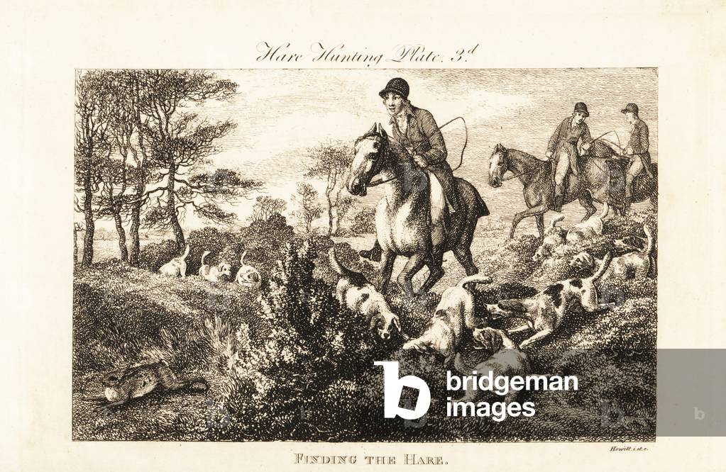 Mounted huntsmen watching as hounds find a hare