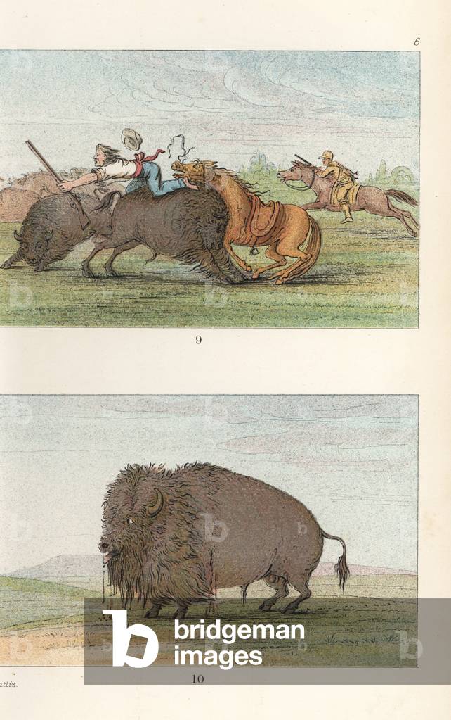 George Catlin hunting American bison, Bison bison, and portrait of a wounded bison. Handcoloured lithograph from George Catlin's Manners, Customs and Condition of the North American Indians, London, 1841.