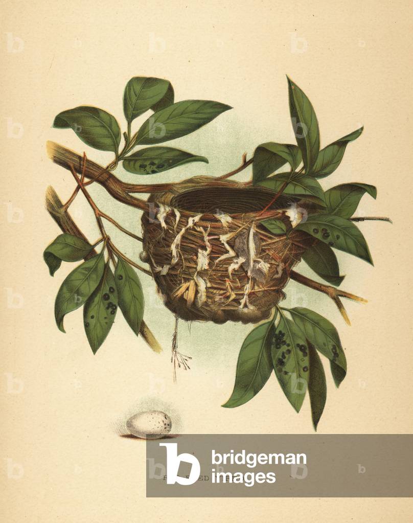 Red-eyed vireo Vireo olivaceus.
