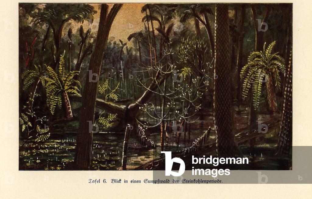 Reconstruction of a swamp forest in the Carboniferous era.