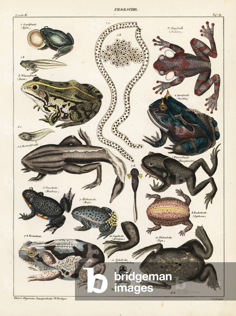 Frogs, toads and tadpoles. European tree frog, Hyla arborea, rattle-voiced tree frog, Auletris crepitans, edible frog, Rana esculenta, shrinking frog, Pseudis paradoxa, Surinam horned frog, Stombus cornutus, Spix's horned tree frog, Hemiphractus scutatus, fire-bellied toad, Bombina bombina bombina bombina wife toad, Alytes obstetricans, cane toad, Rhinella marina, giant rain frog, Breviceps gibbosus, pumpkin toadlet, Brachicephalus ephippium, African clawed frog, Xenopus laevis, and Suriname toad, Pipa pipa. Lithograph by C. Loeffler from Lorenz Oken's Universal Natural History, Allgemeine Naturgeschichte fur alle Stande, Stuttgart, 1841.