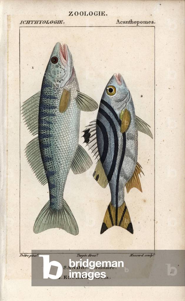 Zander, ordinary pike perch, Sander lucioperca, and jarbua terapon, slave Jarbua, Terapon jarbua. Handcoloured copperplate stipple engraving from Jussieu's “” Dictionary of Natural Sciences”” 1816-1830. The volumes on fish and reptiles were edited by Hippolyte Cloquet, natural historian and doctor of medicine. Illustration by J.G. Pretre, engraved by Massard, directed by Turpin, and published by F. G. Levrault.