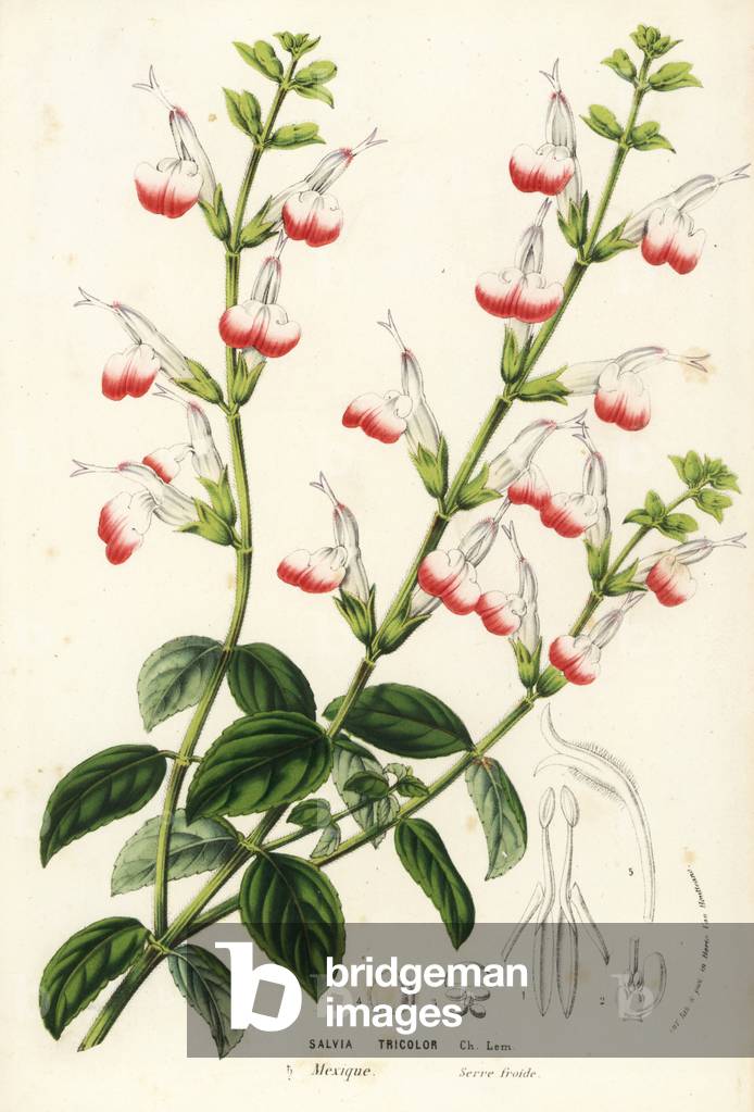 Three-colored sage, Salvia tricolor. Mexico City. Handcoloured lithograph from Louis van Houtte and Charles Lemaire's Flowers of the Gardens and Hothouses of Europe, Flore des Serres et des Jardins de l'Europe, Ghent, Belgium, 1857.