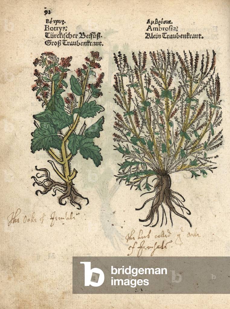 Long-beaked stork's bill, Erodium botrys, and bitterweed or ragwort, Ambrosia artemisiaefolia. Handcoloured woodblock engraving of a botanical illustration from Adam Lonicer's Krauterbuch, or Herbal, Frankfurt, 1557. This from a 17th century pirate edition or atlas of illustrations only, with captions in Latin, Greek, French, Italian, German, and in English manuscript.