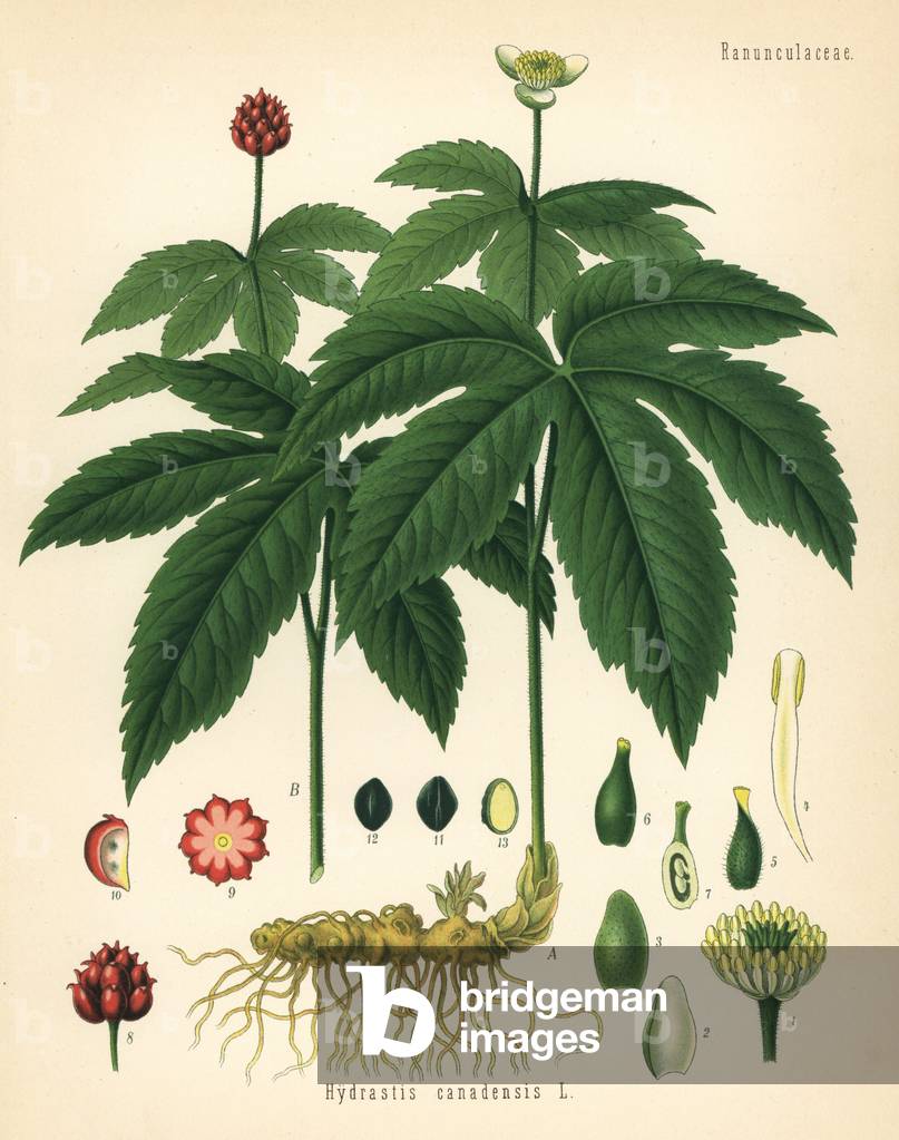 Goldenseal, orangeroot or yellow puccoon, Hydrastis canadensis. Chromolithograph after a botanical illustration from Hermann Adolph Koehler's Medicinal Plants, edited by Gustav Pabst, Koehler, Germany, 1887.