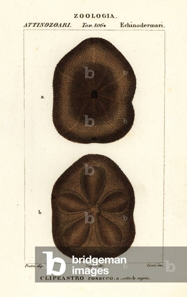 Flat sea biscuit, Clypeaster rosaceus