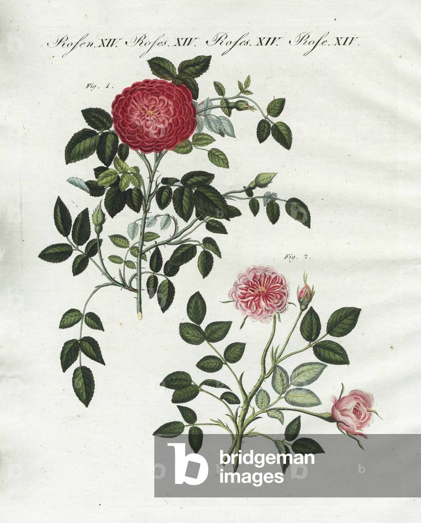 Small Provence rose, Rosa provincialis minima, and Dijon rose, Rosa damascena dijonensis. Handcoloured copperplate engraving from an illustration drawn from nature by Stark from Bertuch's “” Bilderbuch fur Kinder”” (Picture Book for Children), Weimar, 1790-1830. Friedrich Johann Bertuch (1747-1822) was a German publisher and man of arts most famous for his 12-volume encyclopedia for children illustrated with 1,200 engraved plates on natural history, science, costume, mythology, etc.