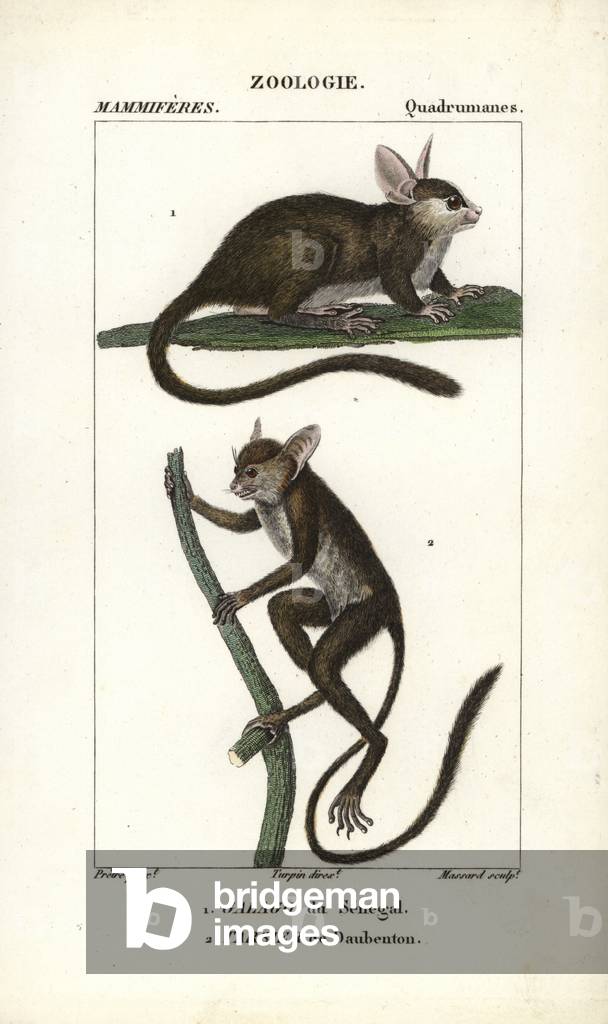 Galago du Senegal and tarsier de Daubenton - Eau forte by Jean Gabriel Pretre (1780-1845), engraved by Carnonkel, for the dictionary of natural sciences: mammals by Frederic Cuvier, edited by Pierre Jean Francois Turpin (1775-1840), published by F.G.Levrault, a Paris, 1816