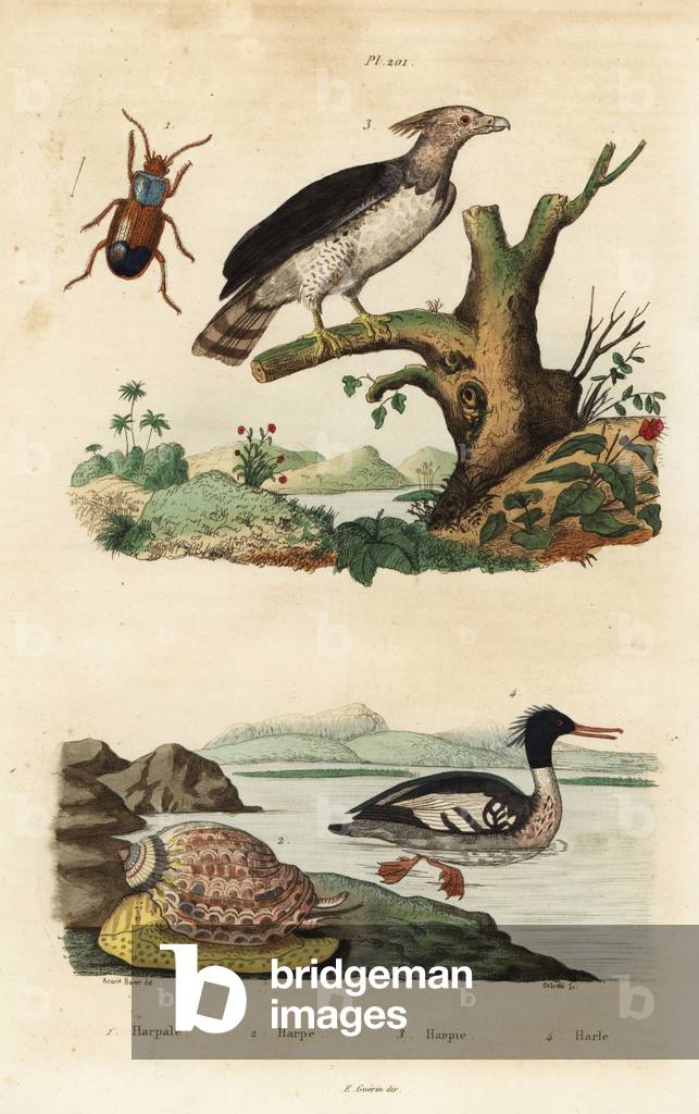 Harpy eagle, Harpia harpyja 3, Brazilian merganser, Mergus octosetaceus, critically endangered 4, Harpalus beetle 1, and harp snail, Harpa major 2. Harpale, harpe, harpie, harle